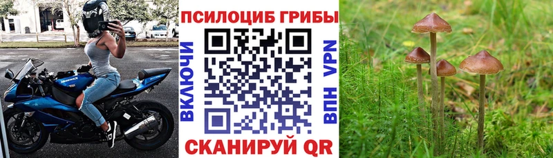 Галлюциногенные грибы мицелий  Трубчевск 